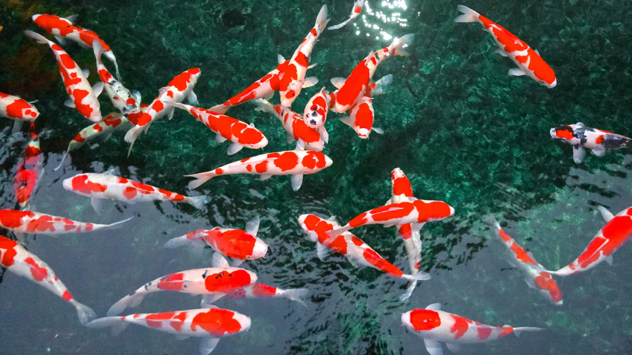 Nishikigoi im klaren Wasser als Beratungsbild