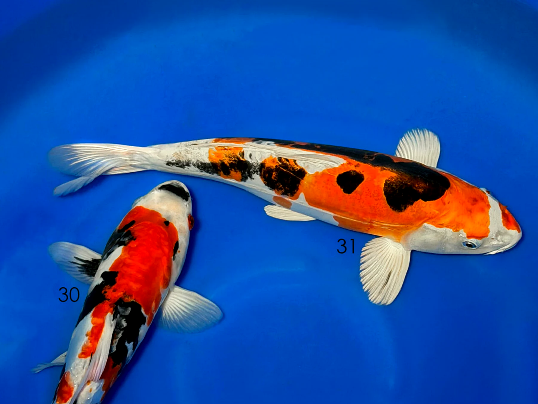 Echte Verkaufs-Koi in einer blauen Bowl