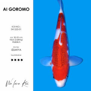 Koi AI Goromo weiblich Nisai ca.30-35 cm