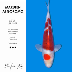 Koi Maruten AI Goromo männlich Nisai ca.30-35 cm