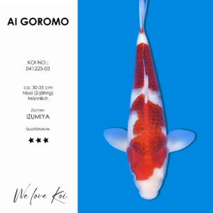 Koi AI Goromo männlich Nisai ca.30-35 cm