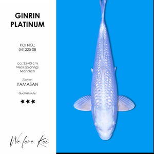 Koi Ginrin Platinum männlich Nisai ca.35-40cm