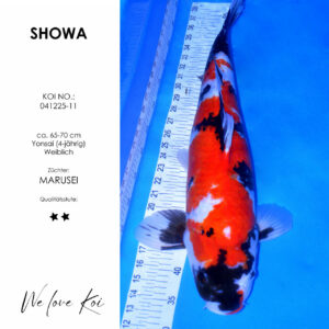 Koi Showa weiblich ca. 65-70 cm