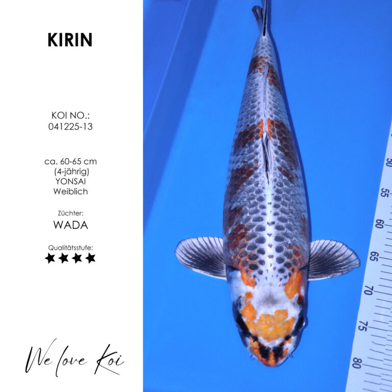 Kirin #041225-13 - Wada | Yonsai ca. 60-65 cm