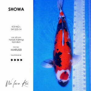 Koi Showa männlich ca. 65 cm