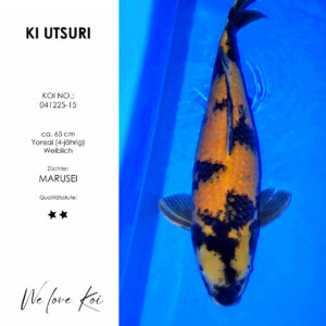 Koi Ki Utsuri weiblich ca. 65 cm