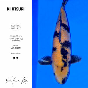 Koi Ki Utsuri weiblich ca. 65-70 cm