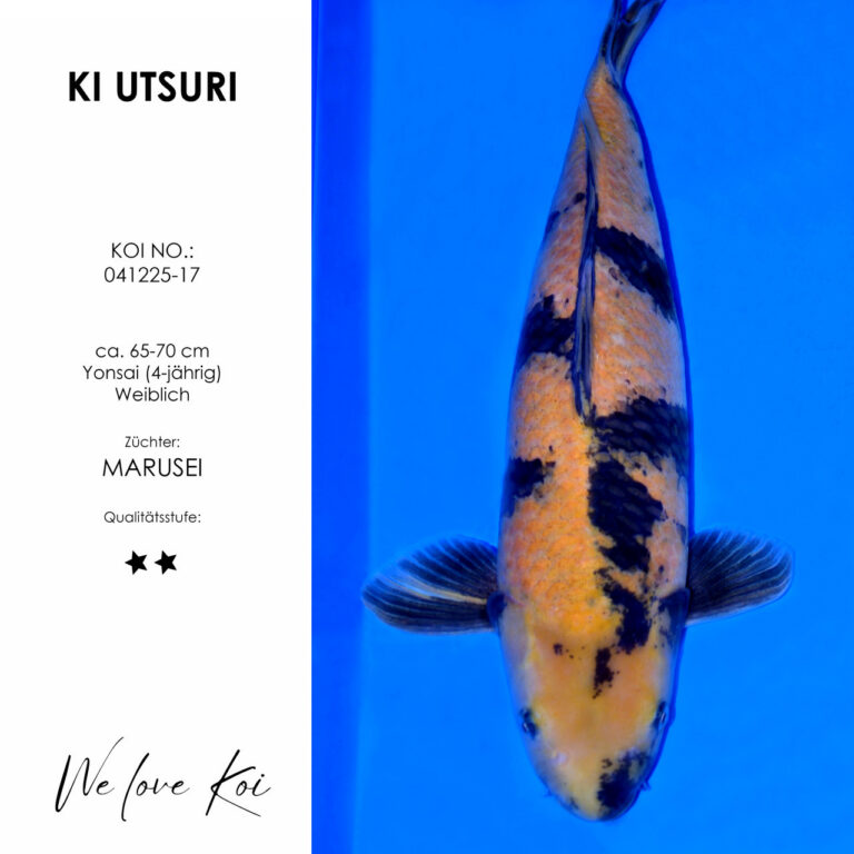 Ki Utsuri #041225-17 - Marusei | Yonsai ca. 65-70 cm