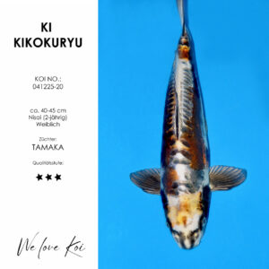 Koi Ki Kikokuryu weiblich Nisai ca.40-45cm