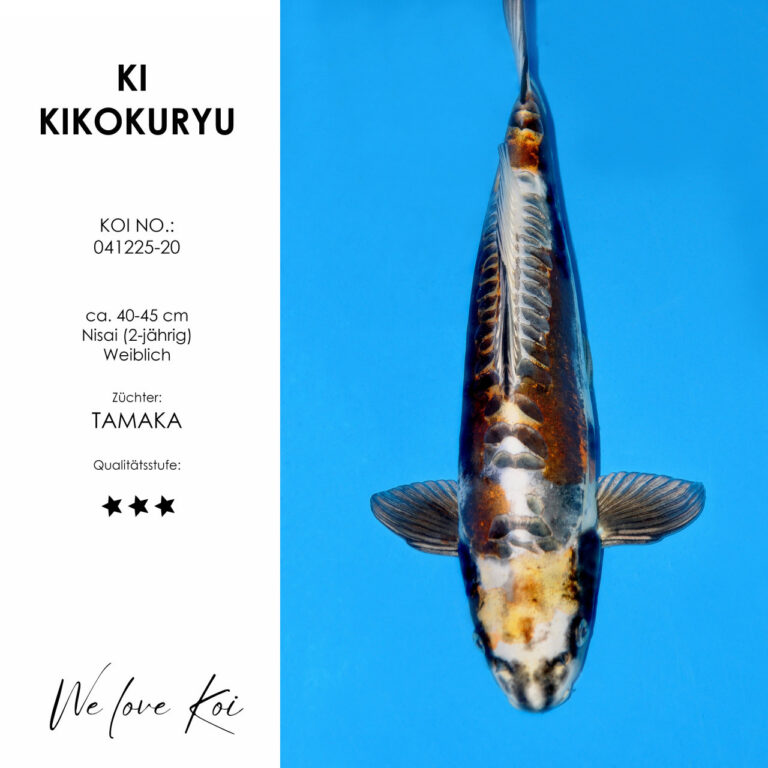 Ki Kikokuryu #041225-20 - Tamaka | Nisai ca. 40-45 cm