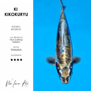 Koi Ki Kikokuryu weiblich Nisai ca.40-45cm
