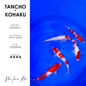 Koi Bowl 01 | Tancho, 4 x Kohaku | 23 - 26 cm