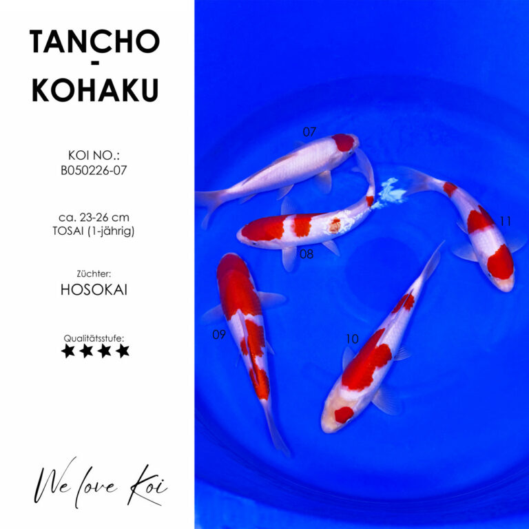 Koi Bowl 02 | Tancho, 4 x Kohaku | 23 - 26 cm