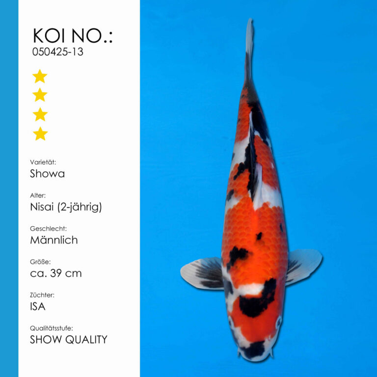 Showa #050425-13 - ISA Koifarm | Nisai ca. 39 cm