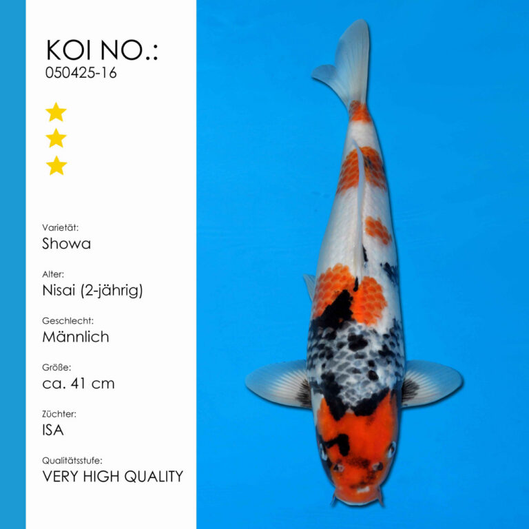 Showa #050425-16 - ISA Koifarm | Nisai ca. 41 cm