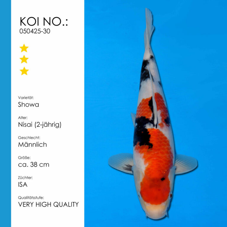 Showa #050425-30 - ISA Koifarm | Nisai ca. 38 cm