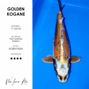 Koi Golden Kogane weiblich Nisai ca.45cm