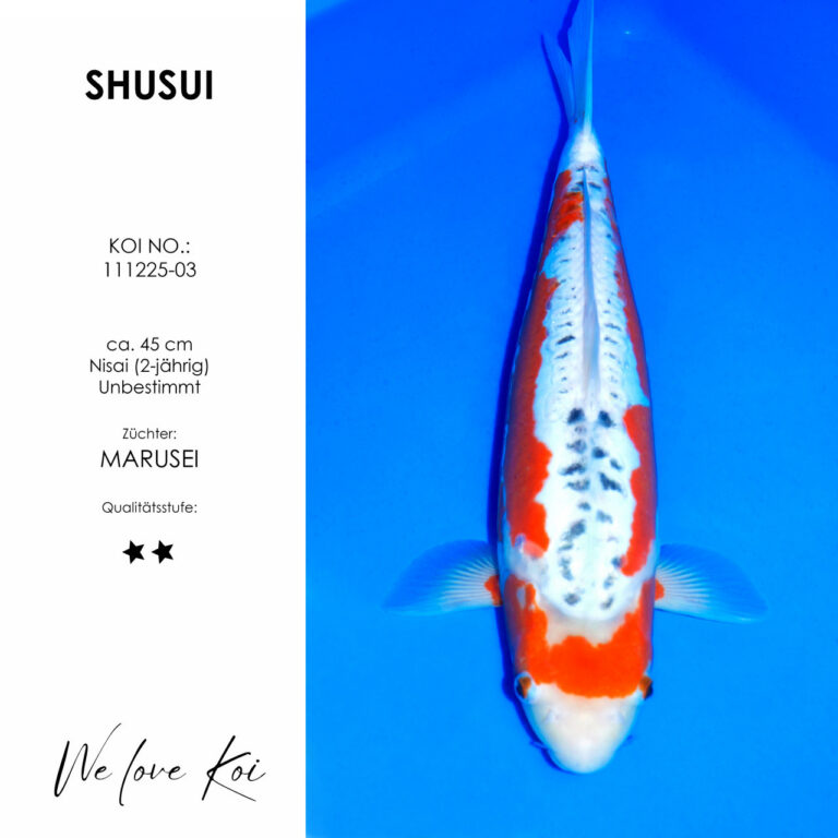 Shusui #111225-03 - Marusei | Nisai ca. 45 cm