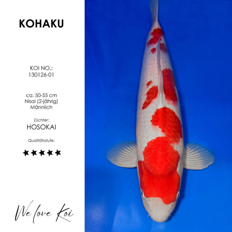Kohaku #130126-01 - Hosokai | Nisai ca. 50-55 cm