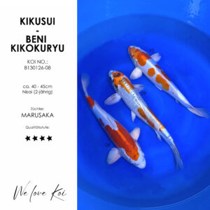 Koi Bowl 15 | Kikusui, 2 x Beni Kikokuryu | Nisai ca. 40 - 45cm