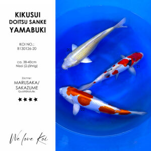 Koi Bowl 19 | Kikusui, Yamabuki, Doitsu Sanke | Nisai ca. 38 - 43cm