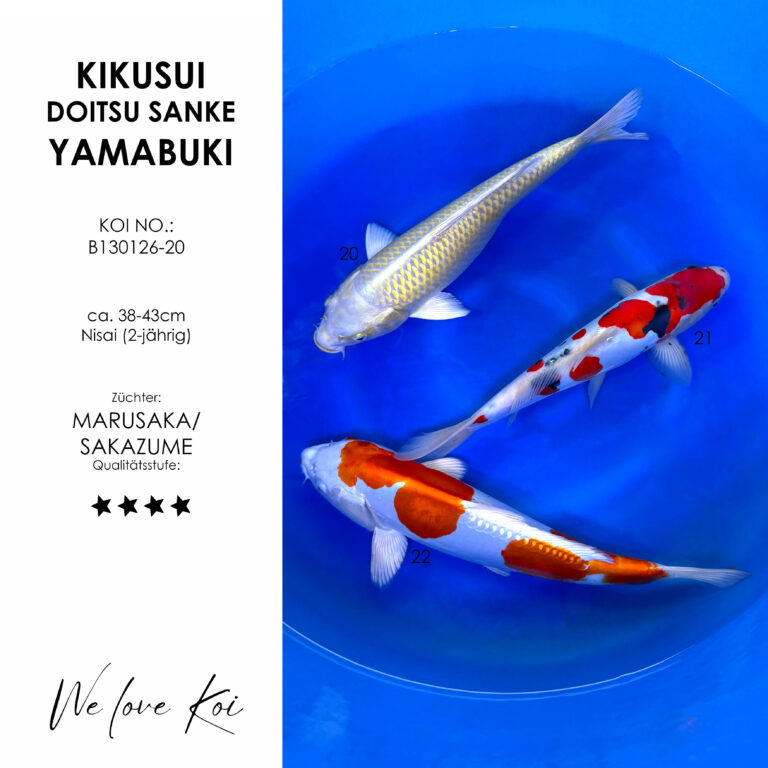 Koi Bowl 19 | Kikusui, Yamabuki, Doitsu Sanke | Nisai ca. 38 - 43cm