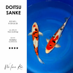 Koi Bowl 22 | 2 x Doitsu Sanke | Nisai ca. 40cm