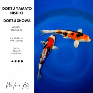 Koi Bowl 23 | Doitsu Yamato Nishiki, Doitsu Showa | Nisai ca. 40 - 42cm