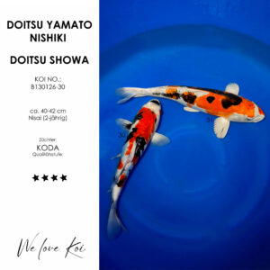 Koi Bowl 23 | Doitsu Yamato Nishiki, Doitsu Showa | Nisai ca. 40 - 42cm