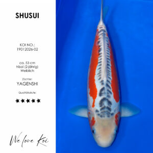 Koi Shusui | weiblich Nisai | ca. 53cm