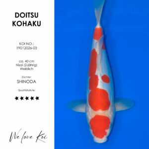 Koi Doitsu Kohaku | weiblich Nisai | ca. 40cm