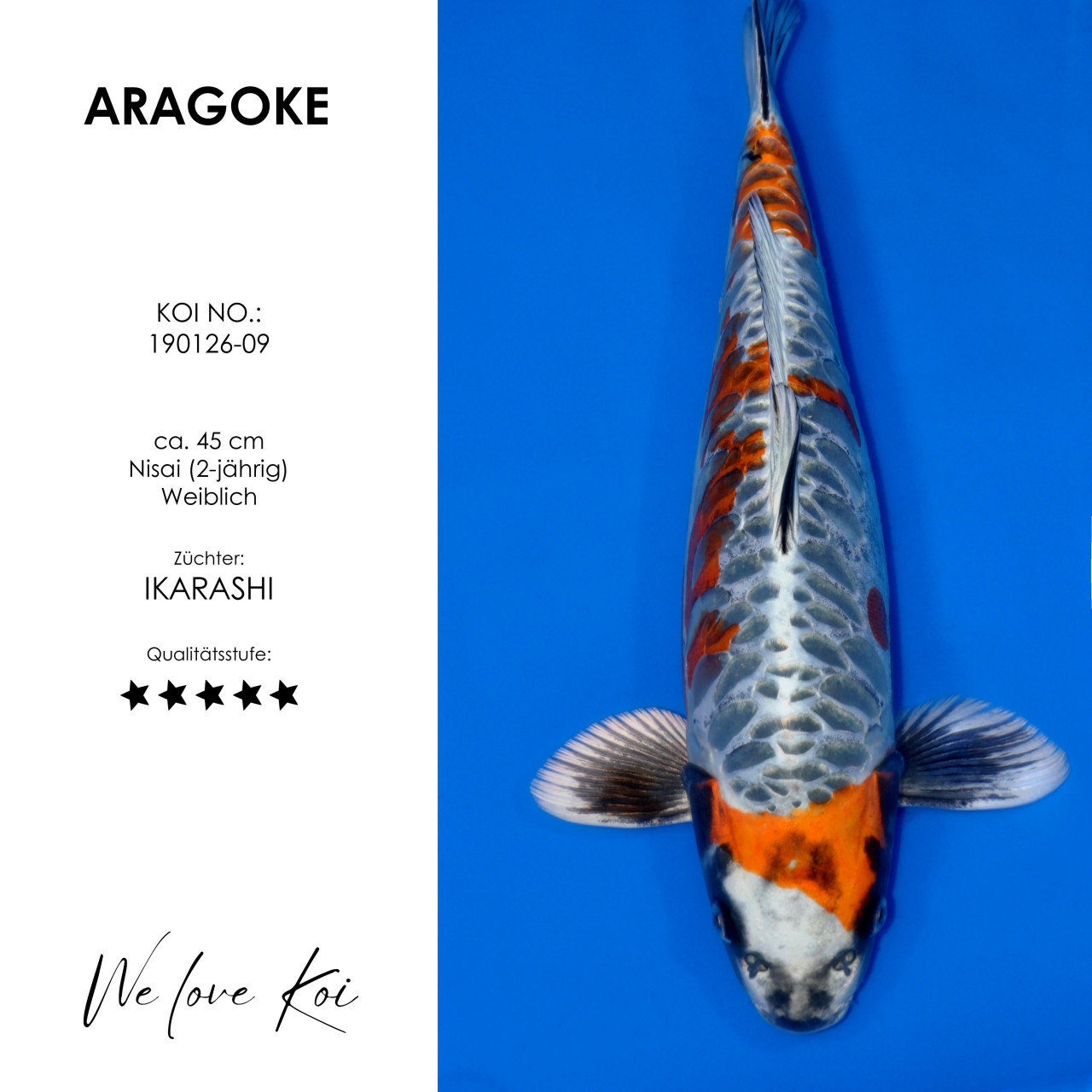 Shiro Aragoke-Typ #190126-09 - Ikarashi | Nisai ca. 45 cm