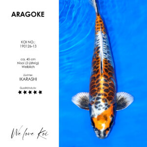 Koi Aka Aragoke-Typ | weiblich Nisai | ca. 45cm