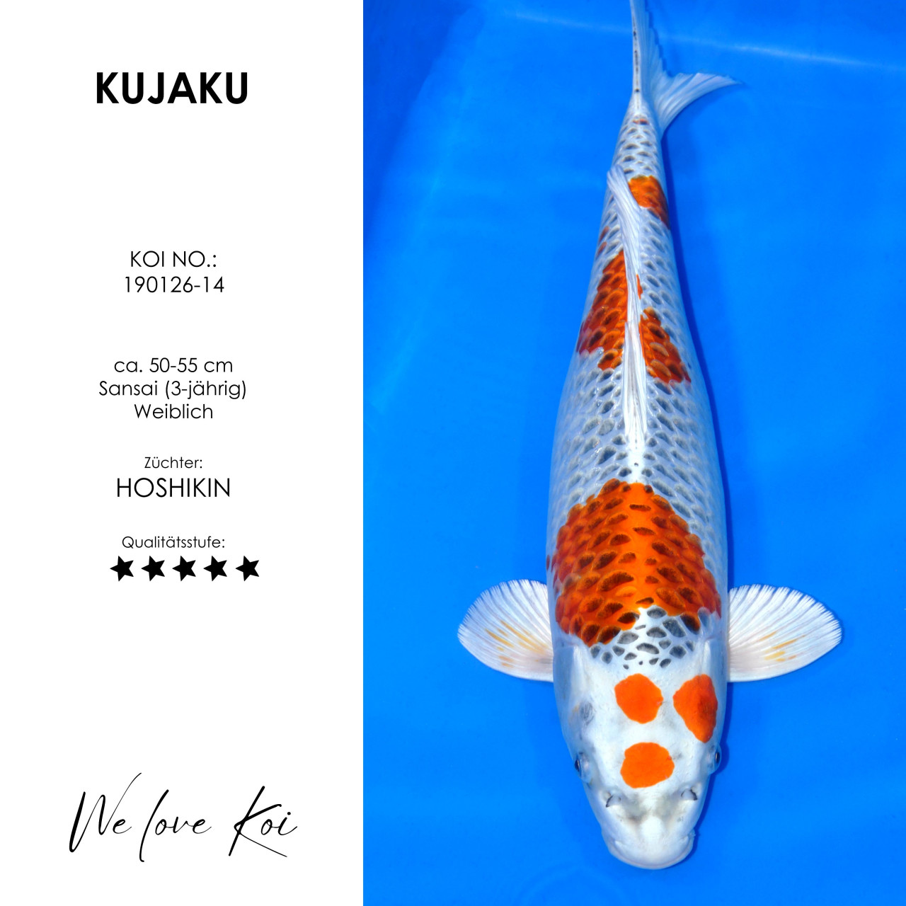 Kujaku #190126-14 - Hoshikin | Sansai 50-55 cm