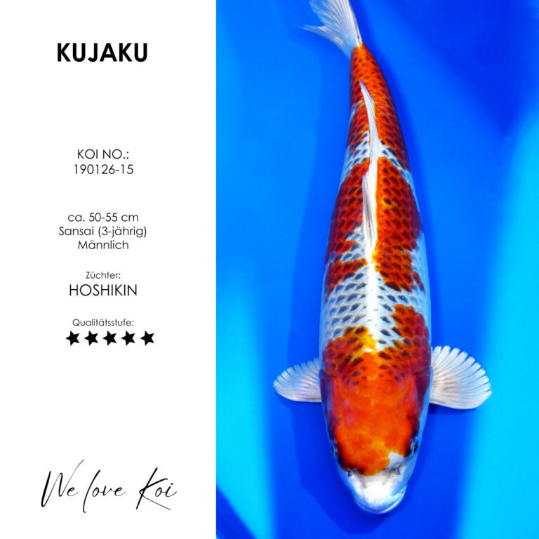 Kujaku #190126-15 - Hoshikin | Sansai 50-55 cm