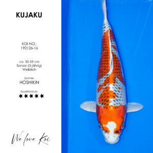 Koi Kujaku | weiblich Sansai | 50 - 55cm