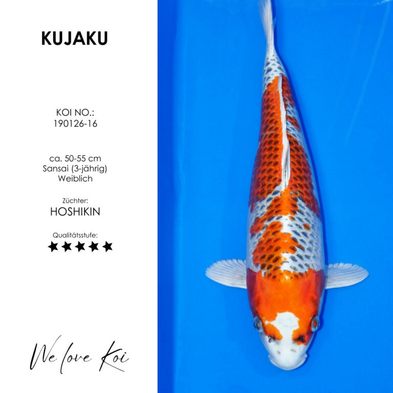Kujaku #190126-16 - Hoshikin | Sansai 50-55 cm