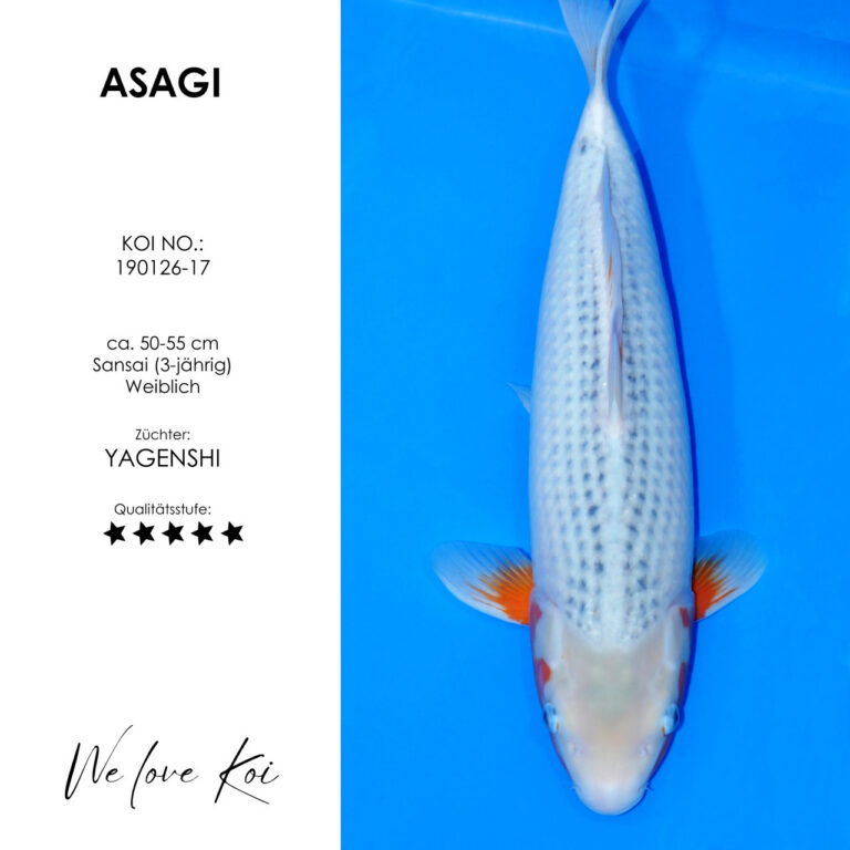 Asagi #190126-17 - Yagenshi | Sansai 50-55 cm