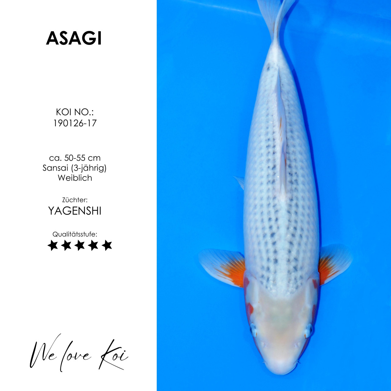 Asagi #190126-17 - Yagenshi | Sansai 50-55 cm