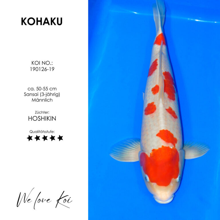Kohaku #190126-19 - Hoshikin | Sansai 50-55 cm