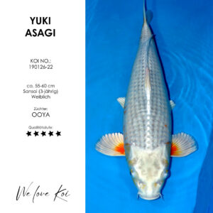Koi Yuki Asagi | weiblich Sansai | 55 - 60cm