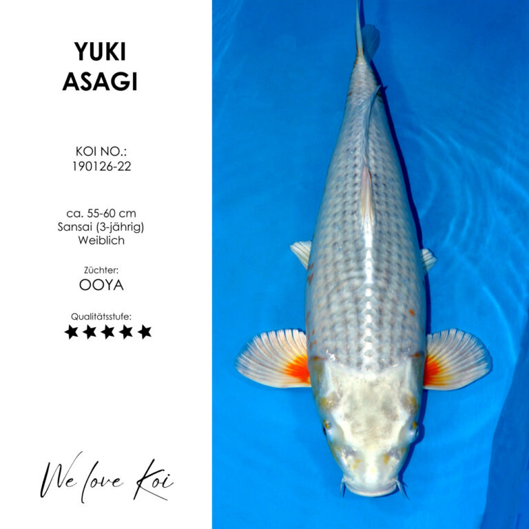 Yuki Asagi #190126-22 - Ooya | Sansai 55-60 cm
