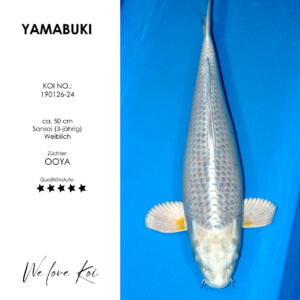 Koi Yuki Asagi | weiblich Sansai | ca. 50cm