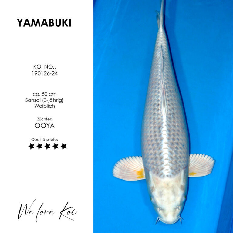 Yuki Asagi #190126-24 - Ooya | Sansai ca. 50 cm