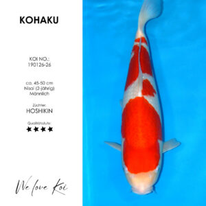 Koi Kohaku | männlich Nisai | ca.45 - 50cm