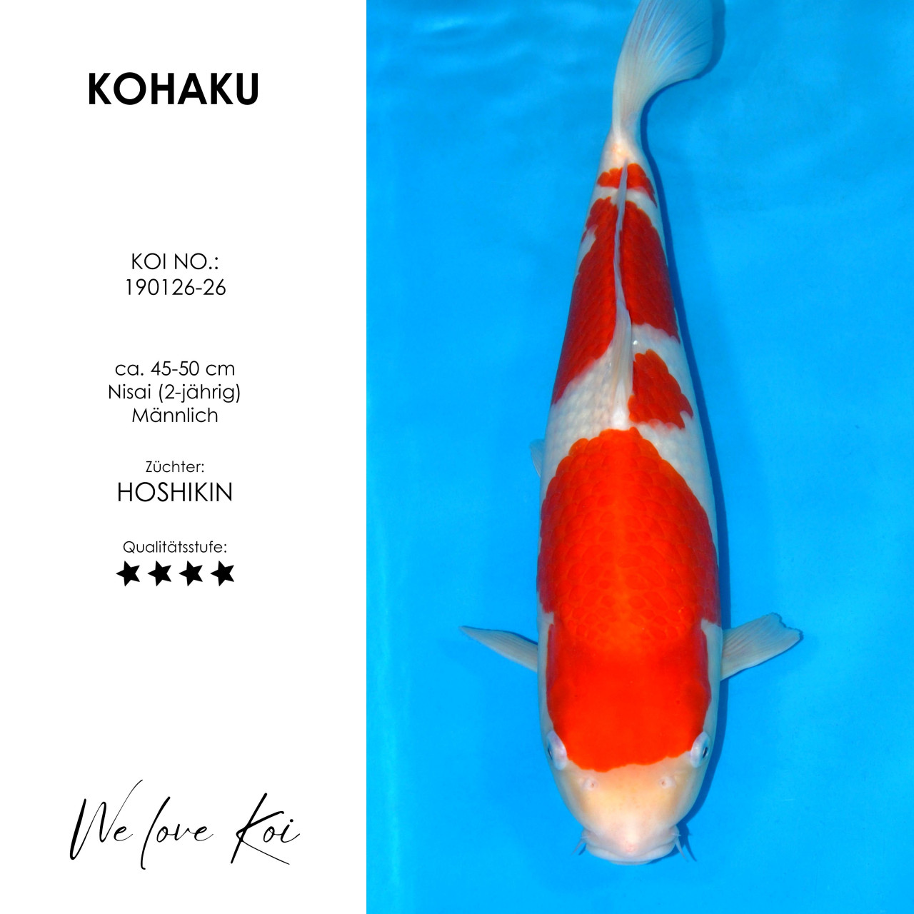 Kohaku #190126-26 - Hoshikin | Nisai ca. 45-50 cm