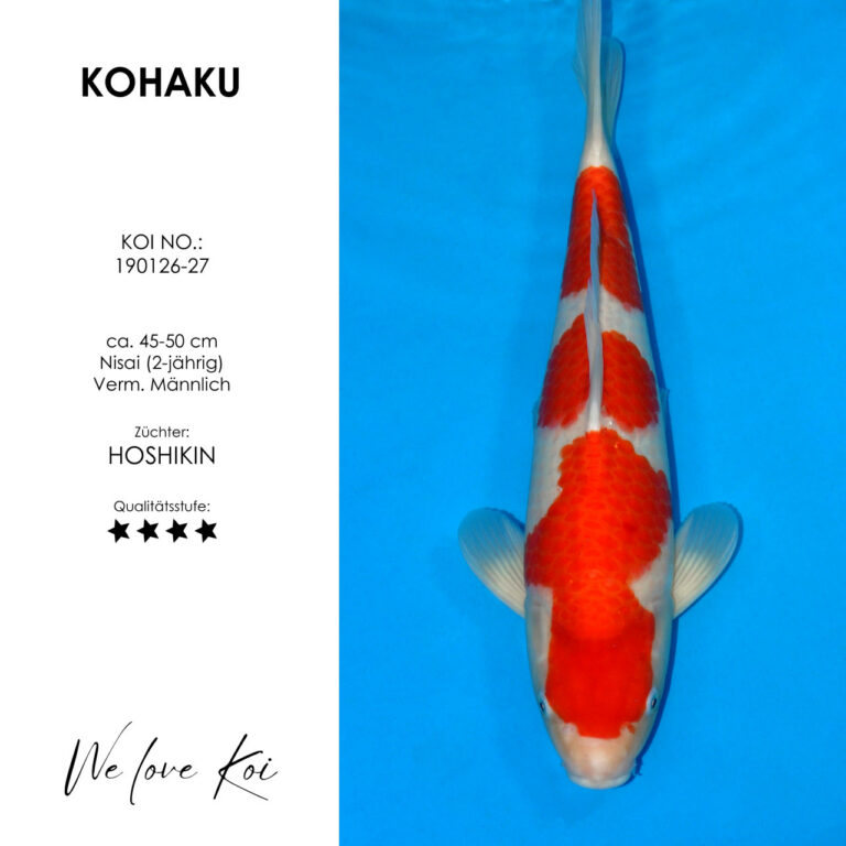 Kohaku #190126-27 - Hoshikin | Nisai ca. 45-50 cm