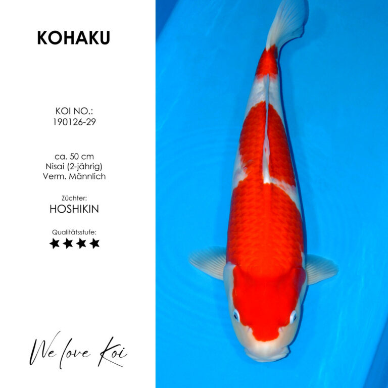 Kohaku #190126-29 - Hoshikin | Nisai ca. 50 cm
