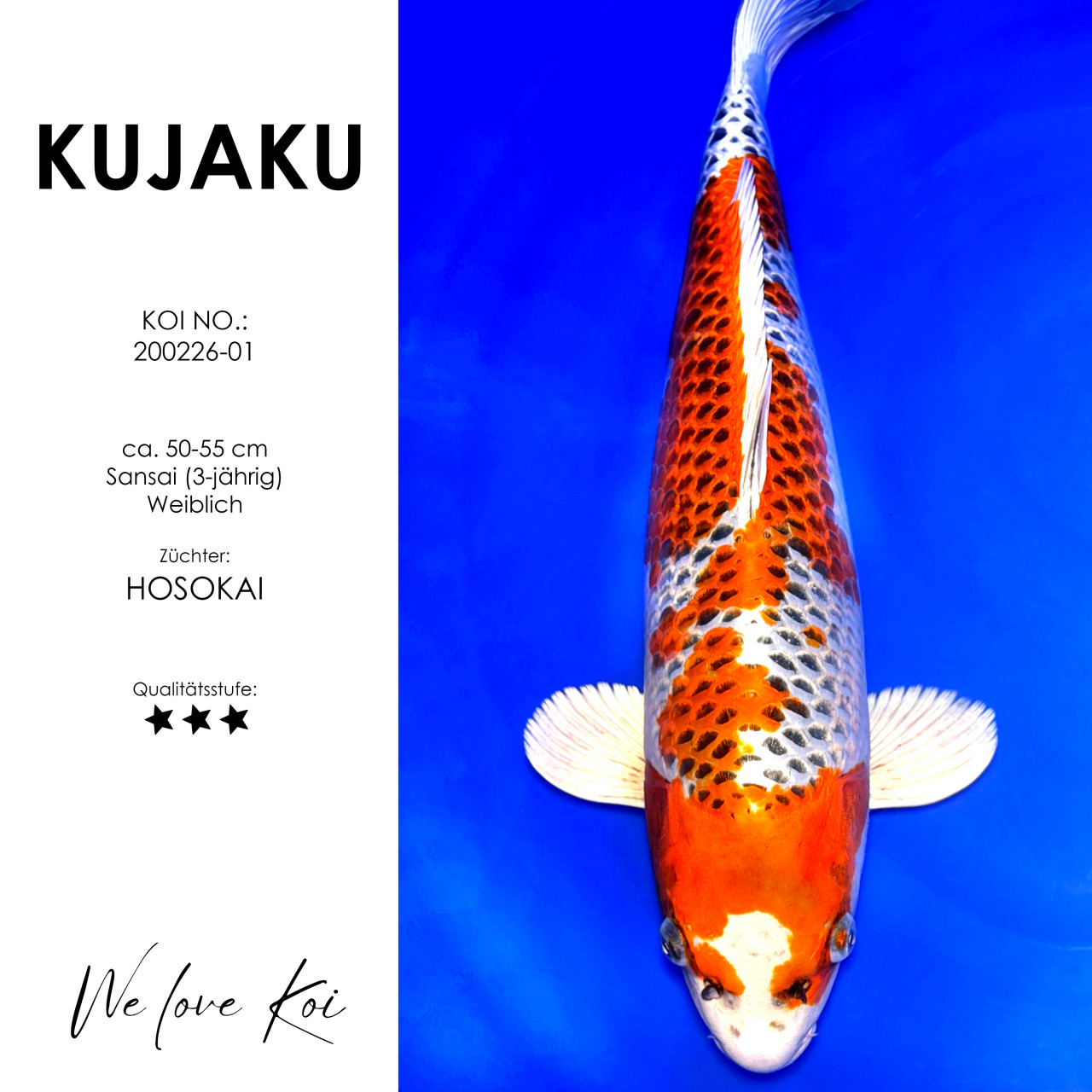 Kujaku #200226-01 - Hosokai | Sansai 50-55 cm