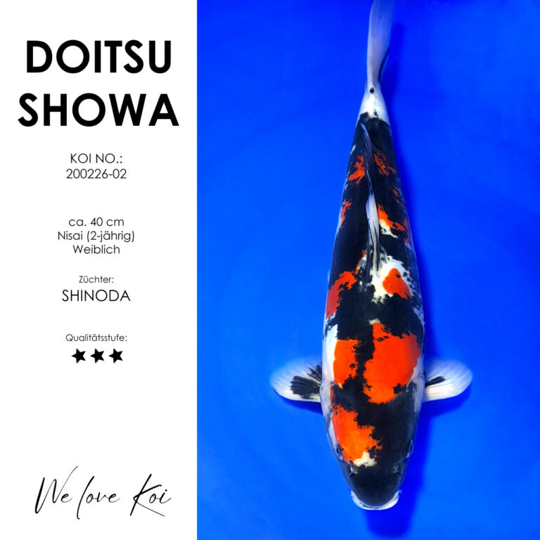 Doitsu Showa #200226-02 - Shinoda | Nisai ca. 40 cm